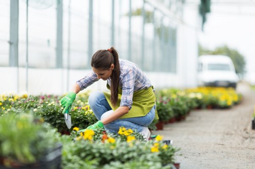 A woman with long brown hair tied in a ponytail, dressed in a blue plaid shirt, blue jeans, and green gardening gloves, is kneeling on a garden path and tending to flowering plants. She is carefully weeding or planting among bright yellow and purple flowers in containers and beds arranged along a paved walkway. The garden features a well-maintained grassy lawn on one side and a transparent greenhouse or conservatory structure in the background, suggesting a professionally managed outdoor space in Chelsea. The weather appears mild and overcast, providing diffuse natural light that highlights the vibrant blooms and lush foliage. This scene exemplifies typical garden maintenance and planting work, suitable for professional gardening and landscaping services offered by Hedge Trimming Chelsea, situated in the SW10 postcode area of London.