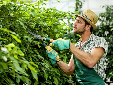 Healthy green lawn maintained by experts in Chelsea