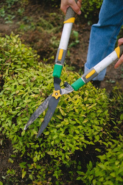 A gardener wearing a blue jacket and jeans uses a pair of pruning shears with extendable handles, featuring green and yellow accents, to trim a dense, vibrant green hedge in a garden. The hedge consis